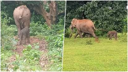 A female elephant gave birth to a cub in the Raigad forest