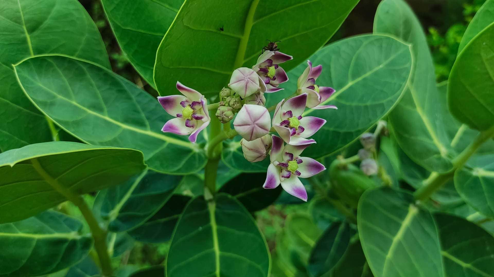 Shani Dev Remedies special flowers to ward off sade sati and dhaiya