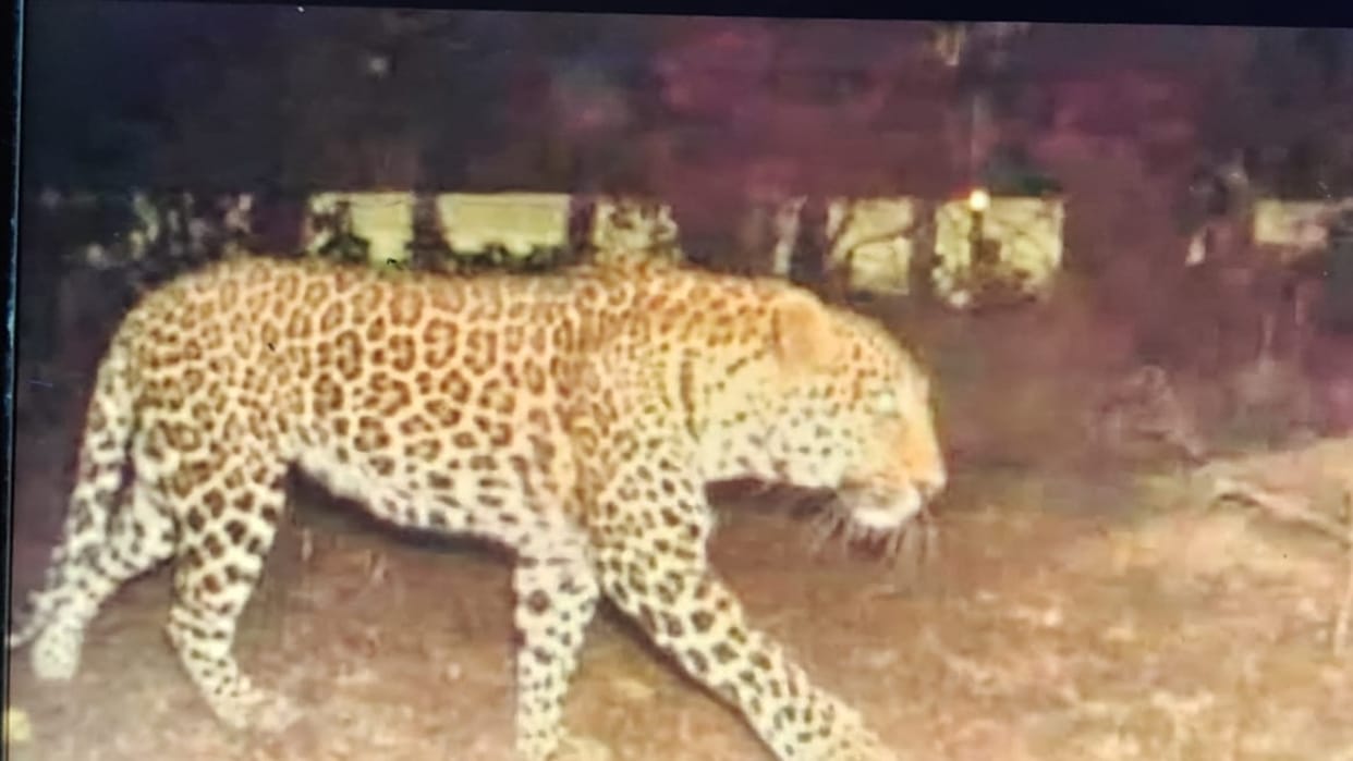 Farmer killed in leopard attack half-eaten body found in field