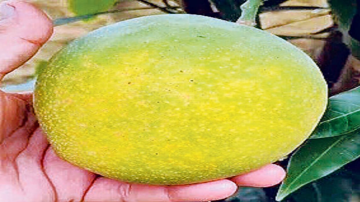 Himachal will smell with the fragrance of Pusa Arunima, Lalima, Surya mango
