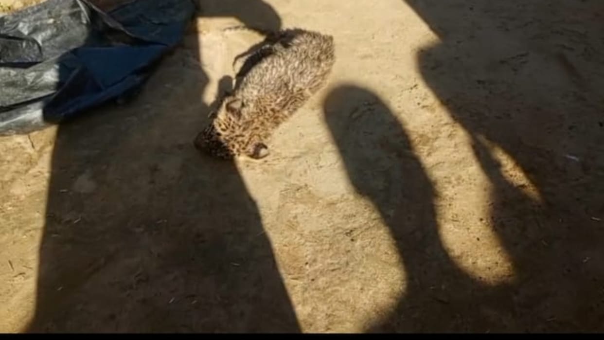 man saved leopard cub drowning in flood water in pilibhit