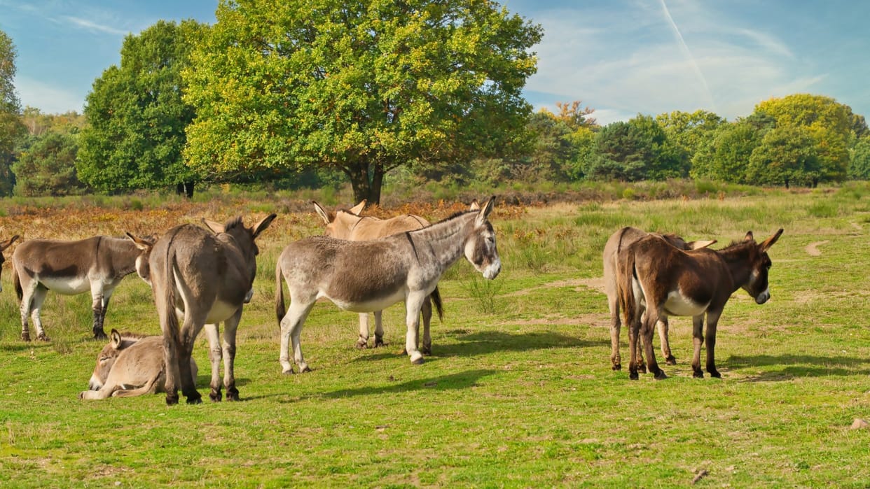 pakistan country of donkeys earns money by selling animal china what price why does buy