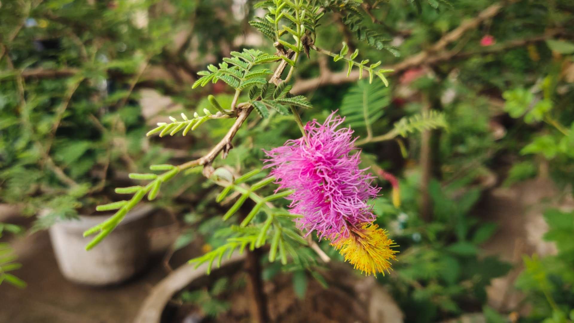 Why Shami Tree is Worshipped on Vijayadashami know the religious and astrological importance in hindi disprj