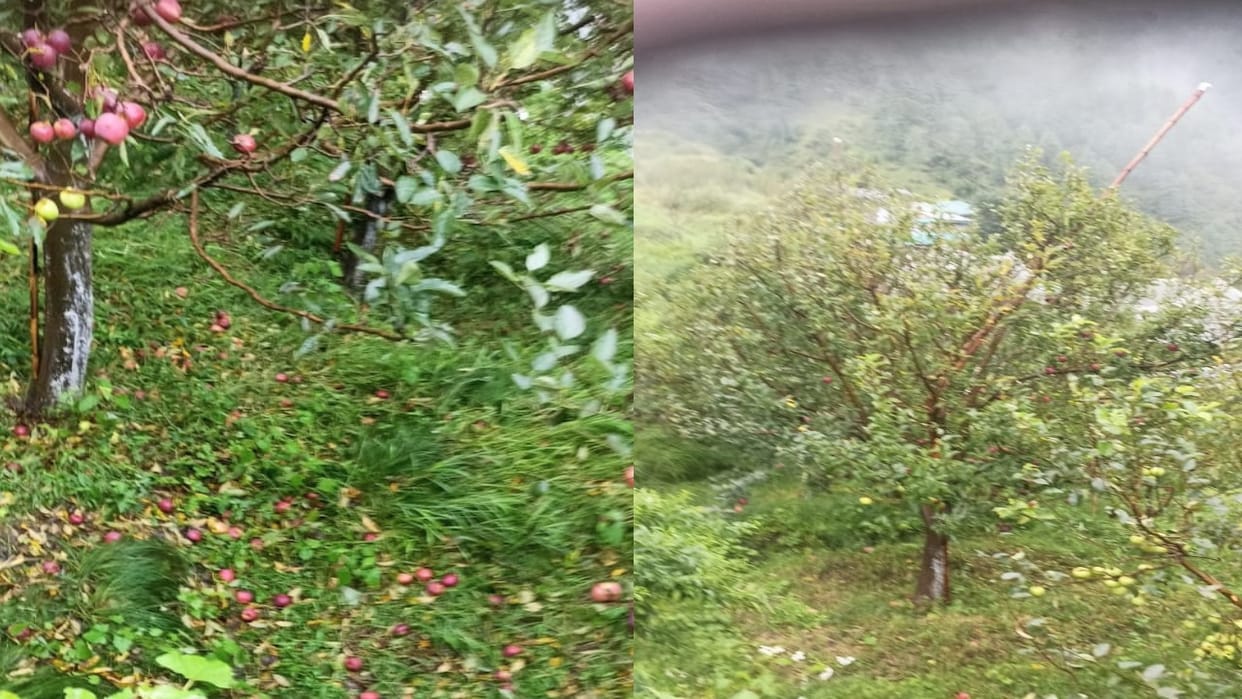 The storm in Nankhari's Addu destroyed the ripe apple crop shimla