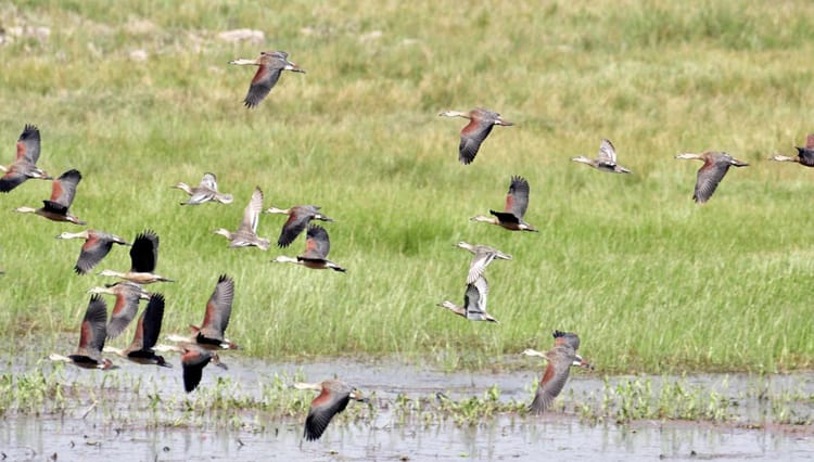 Bihar: बिहार सरकार की बड़ी पहल, 233 आर्द्रभूमियों का हेल्थ कार्ड तैयार, संरक्षण और प्रबंधन पर फोकस