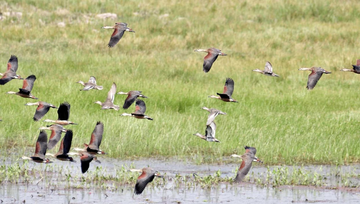 Bihar government, health cards of 233 wetlands prepared, focus on conservation and management