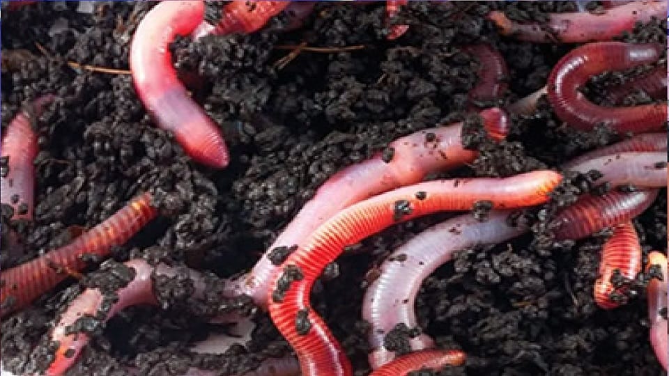 Swadeshi earthworm making organic fertilizer from waste in kashipur