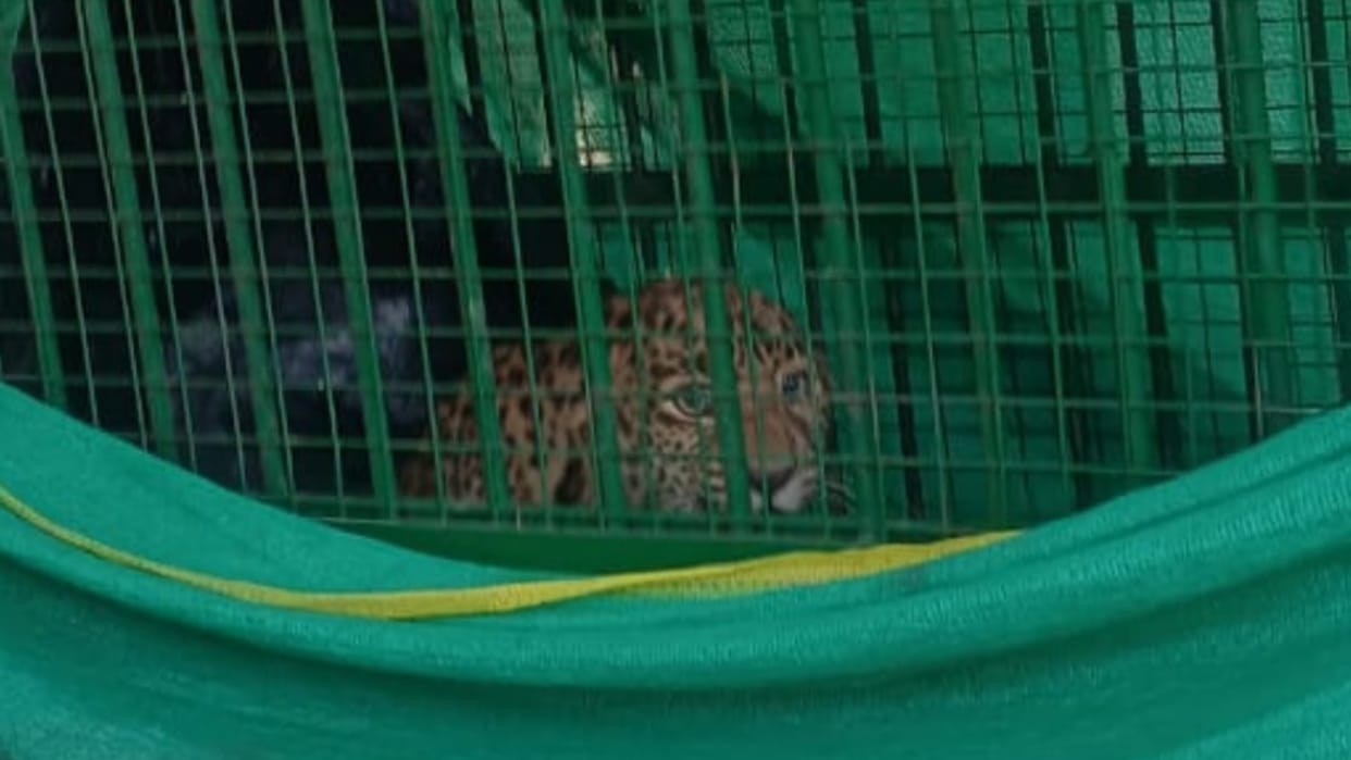 Leopard caught in the forest department cage in Lakhimpur kheri