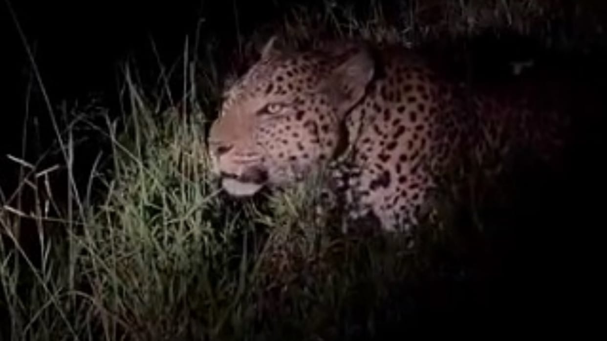 Sitapur: Leopard reached near the city, people made a video and made it viral
