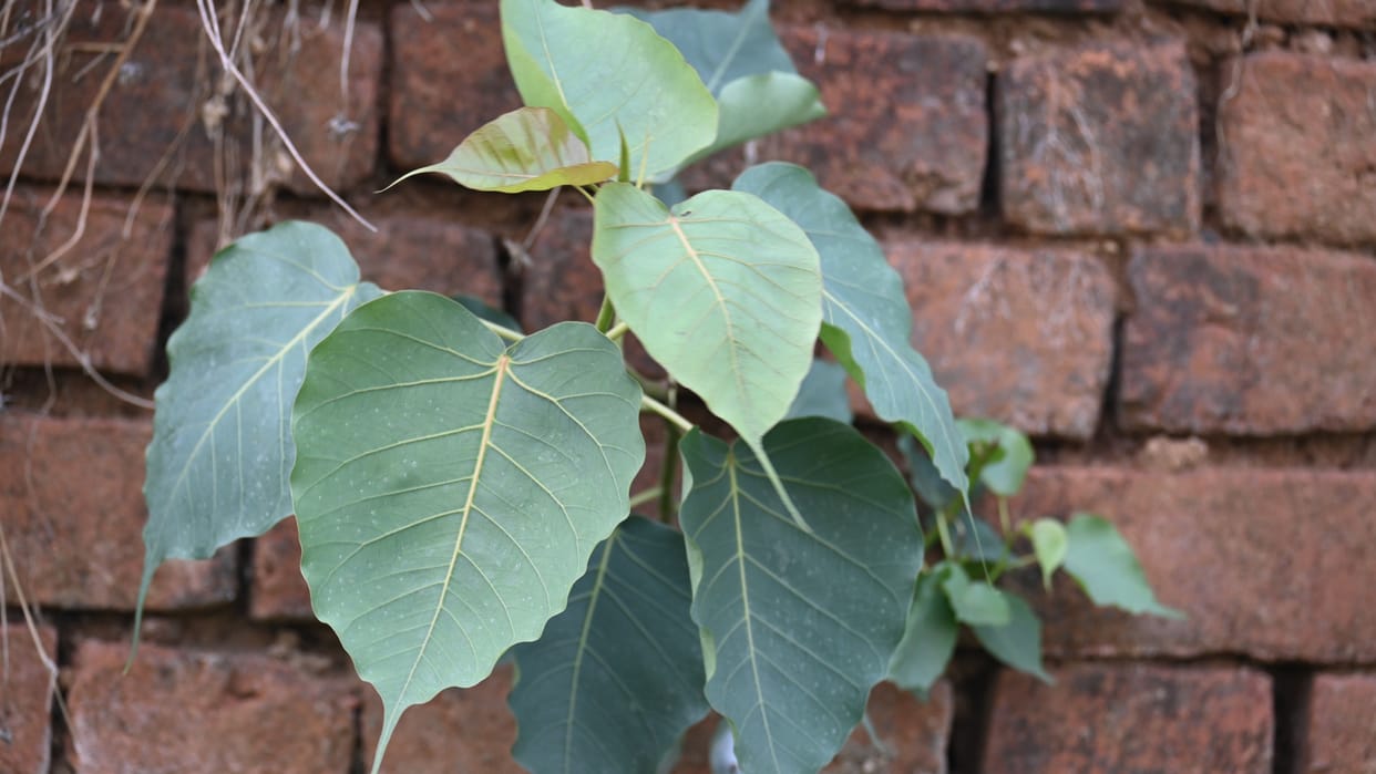 meaning of peepal tree grows on wall of house know vastu tips of it