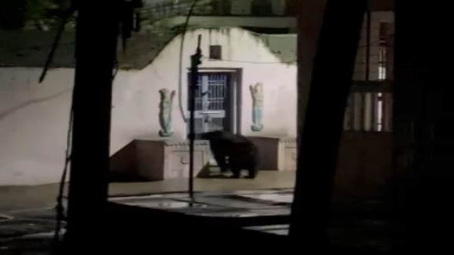 मंदिर के दरवाजे पर पहुंचा भालू