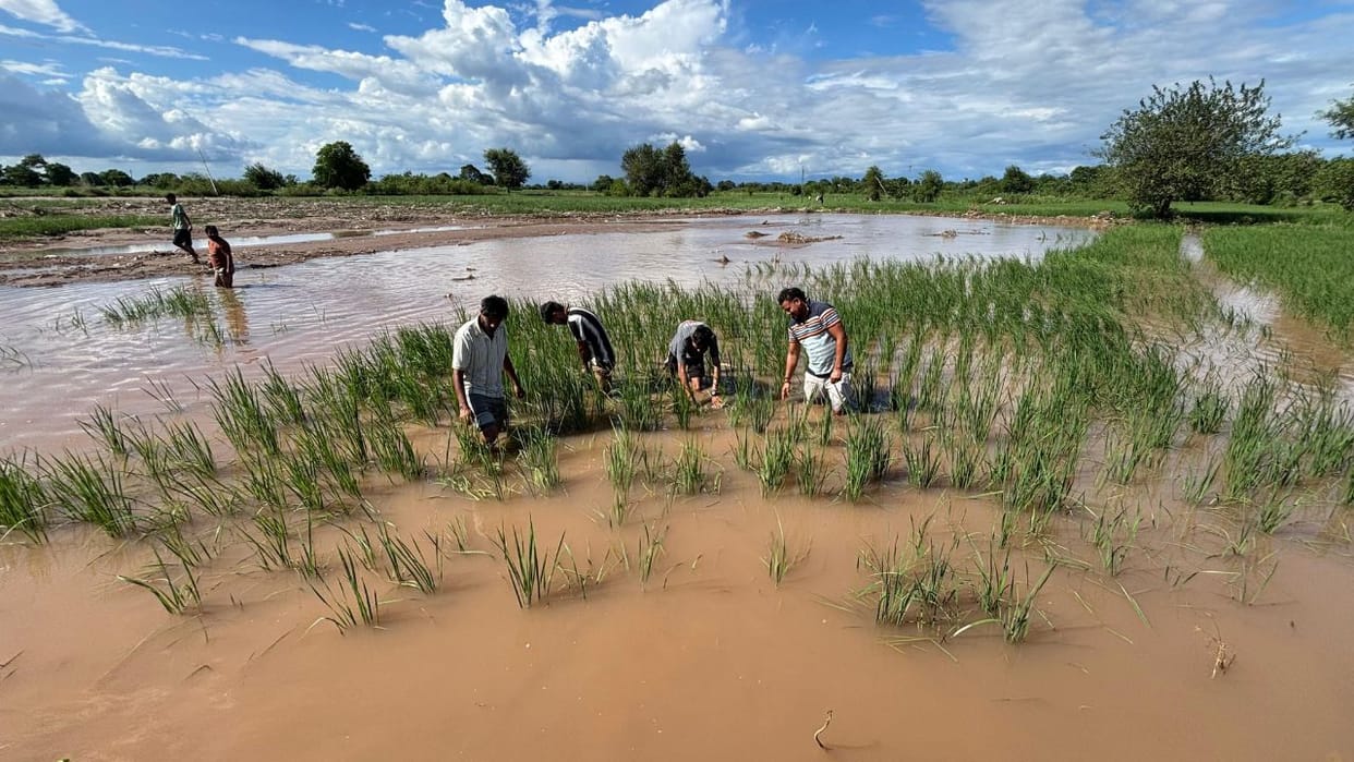 Jammu Kashmir: 94% of pulses farming destroyed due to rain and floods, state's demand will be met from outside
