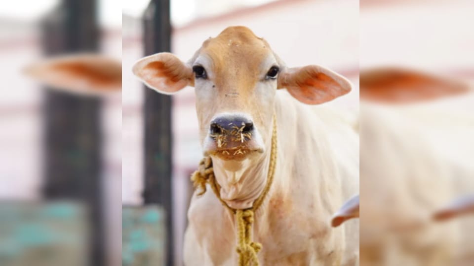 Incentive Up to 15,000 for Indigenous Cows Under Nand Baba Dairy Mission
