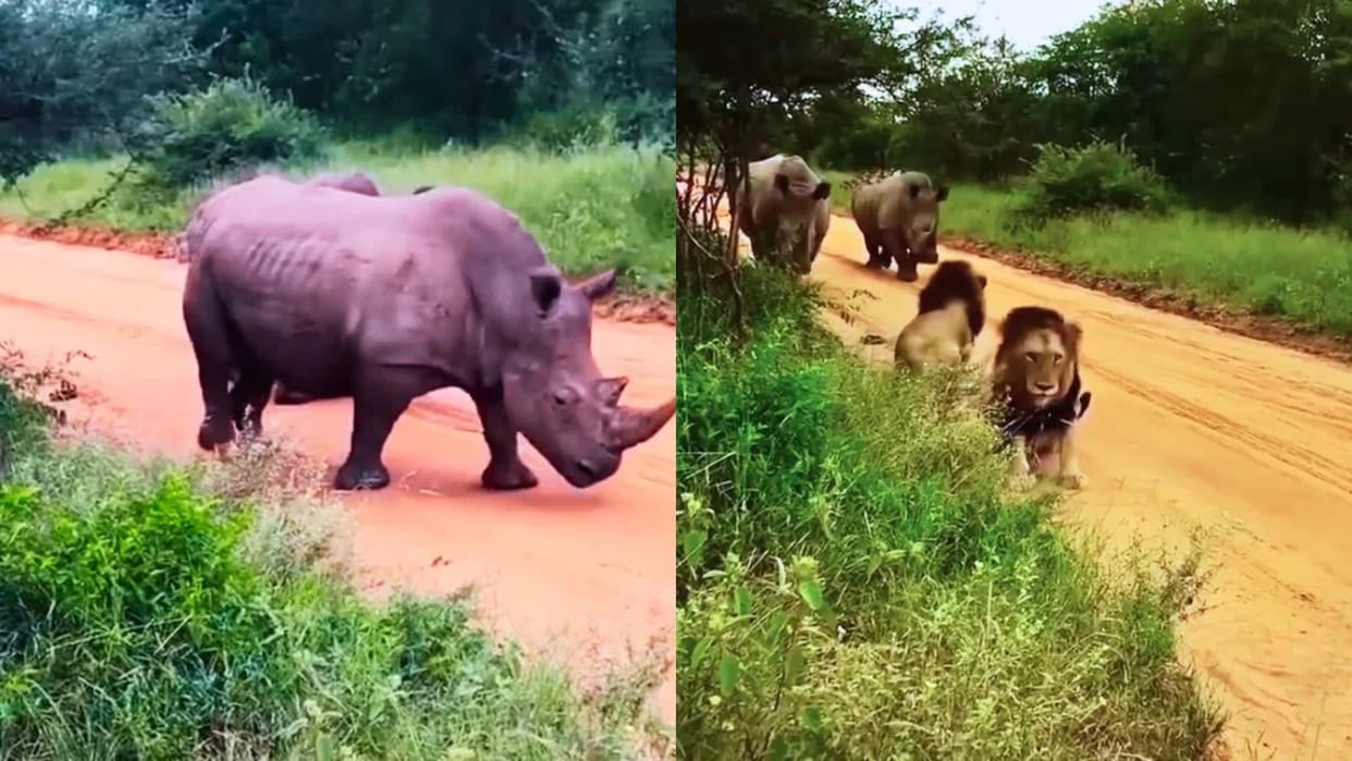 A rhino coming in the jungle lions ran away the king of the jungle became a wet cat video goes viral