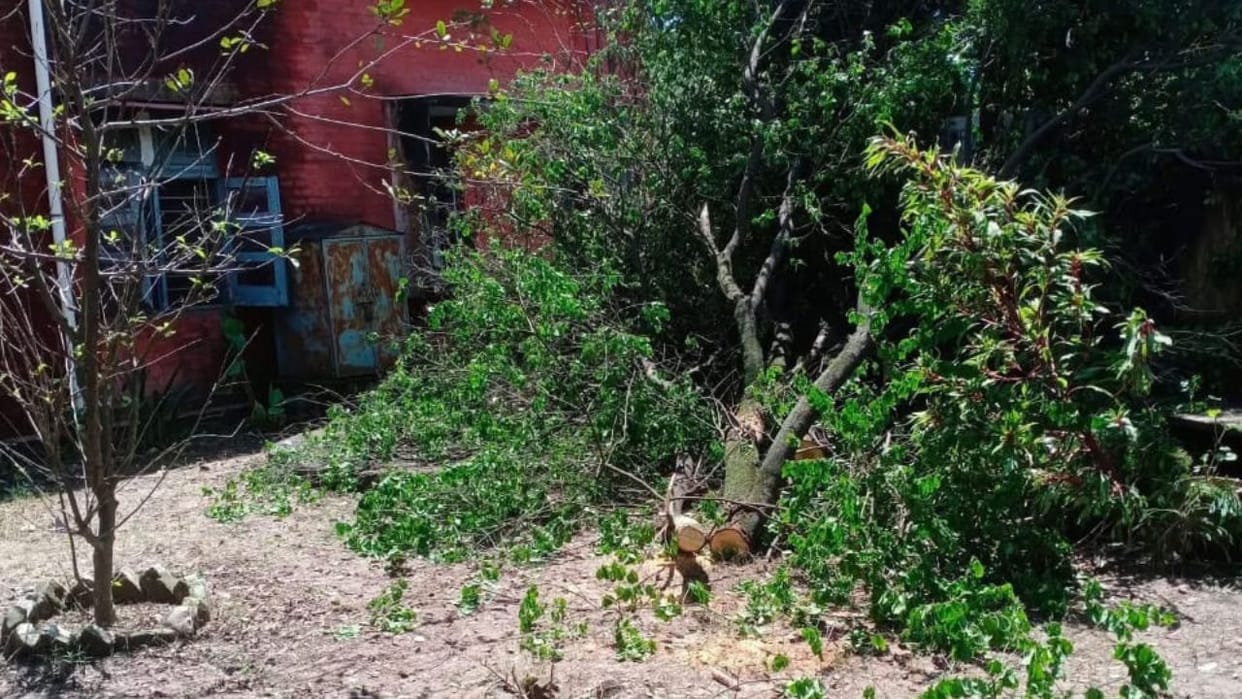 scoundrels locked watchman in a room and took away sandalwood tree from school Kandrour Bilaspur