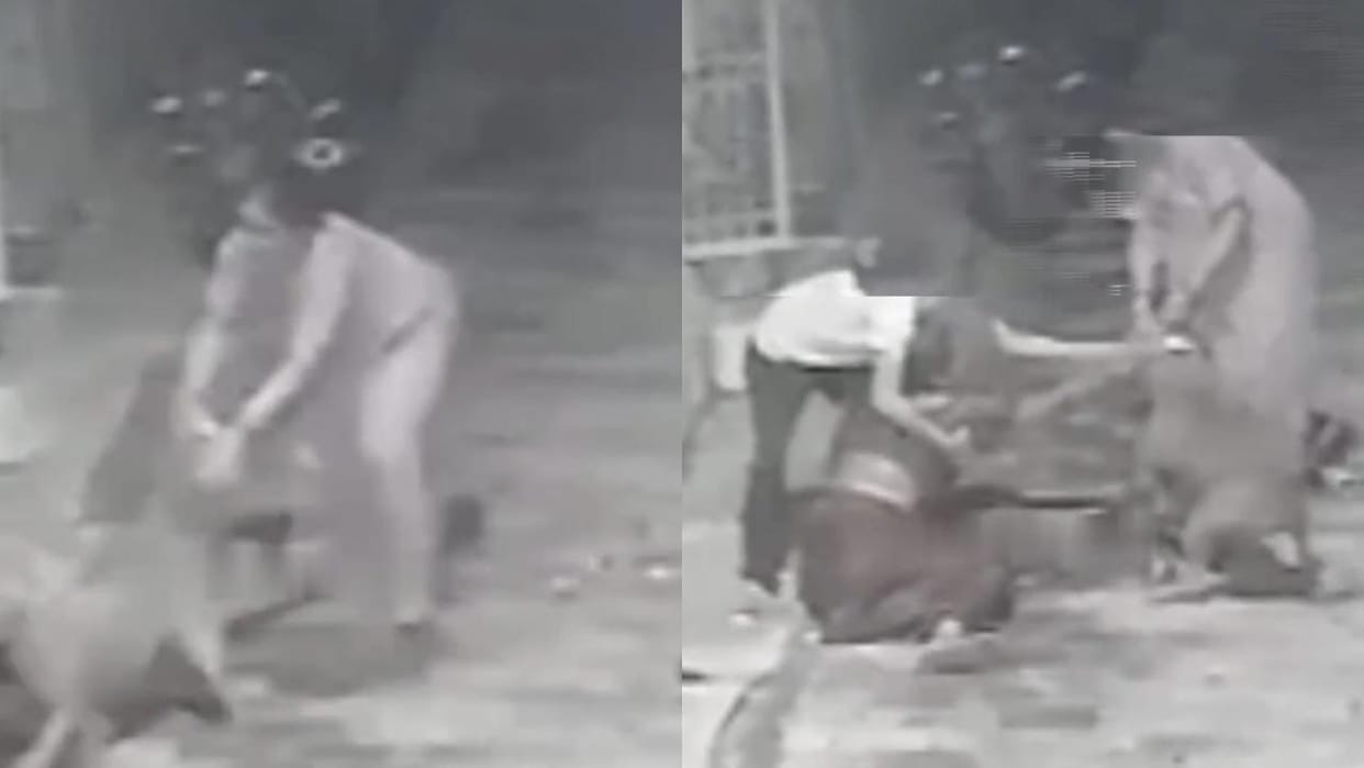 Jhansi: Dog attacks woman, presses her hand in jaw and throws her on ground