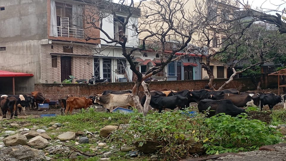 Stray animals are not in good condition even in the cow shelter in haldwani