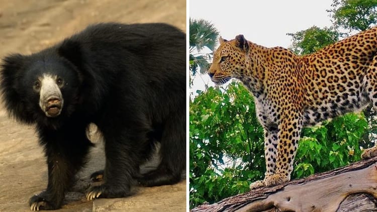 Increase In Number Of Leopards And Bears In Himachal Snow Leopard Stable – Amar Ujala Hindi News Live