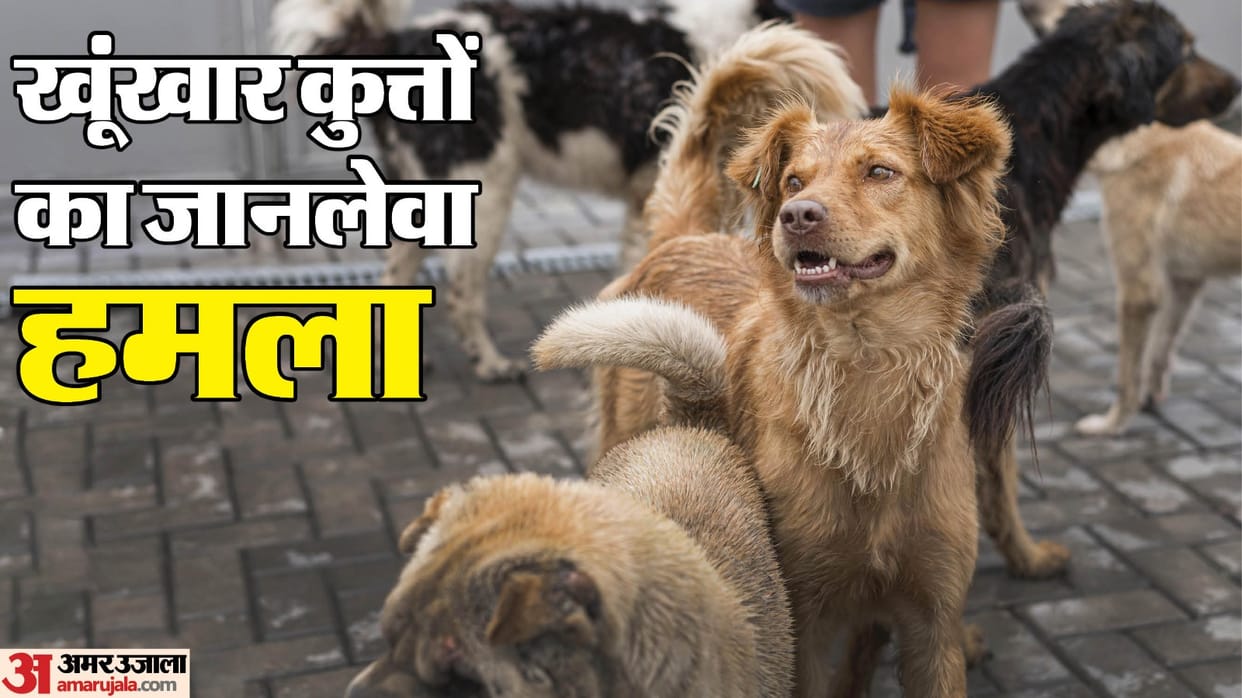 Stray dogs terror in Seoni: 13-year-old innocent dies