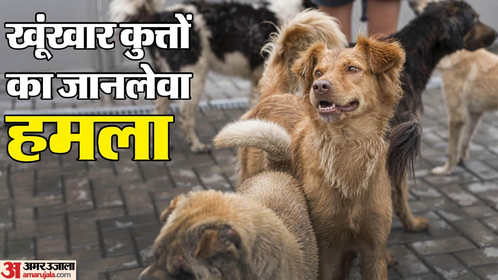 सिवनी में आवारा कुत्तों के हमले में एक बच्ची की मौत हो गई।