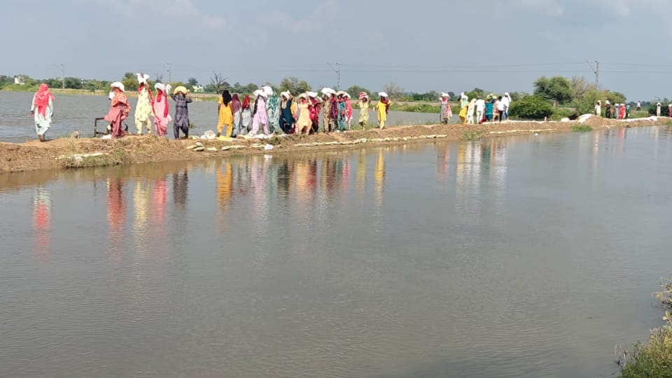 Haryana Flood Crisis: 5 Districts Facing Severe Waterlogging, Crops Damaged, Residential Areas Submerged