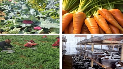 Processing of carrots, peas, garlic, cabbage and mushrooms in UP will increase farmers income