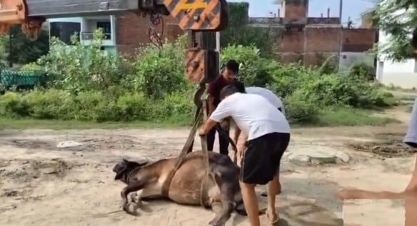 Kanpur loader was driven over pet cow incident was captured on CCTV owner lodged a complaint at police station