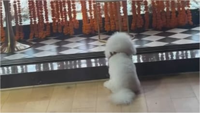 Kartik Aaryan pet Katori Missing Ganpati Bappa after Ganesh Visarjan Festival actor shares adorable video