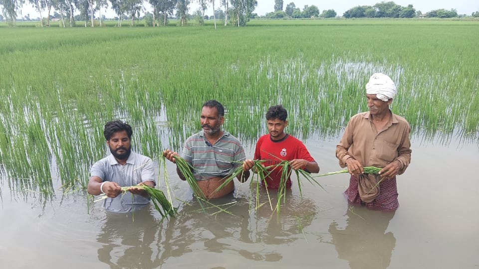 Punjab Flood News Crops Ruined due to Heavy Rain, Homes Submerged Ground Report from Amritsar