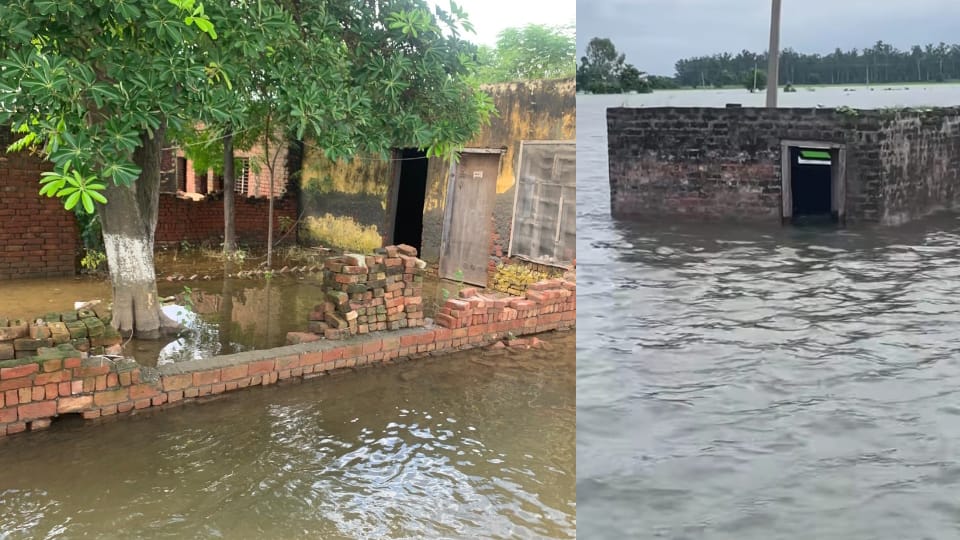 Punjab Flood News Crops Ruined due to Heavy Rain, Homes Submerged Ground Report from Amritsar