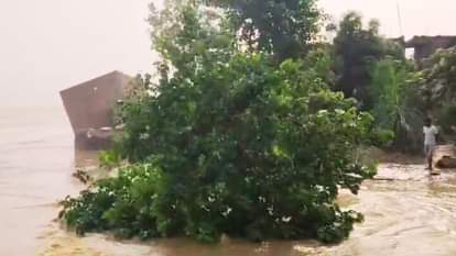 चक्की नौरंगा गांव में गंगा नदी के कटान में गिर रहा पेड़।