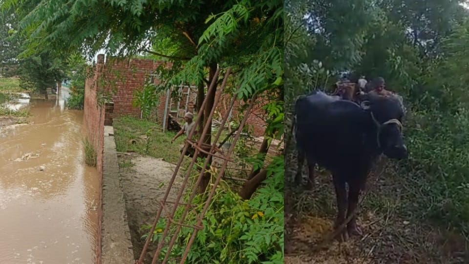 example of Punjabi culture villagers of tapu kalu wala busy delivering milk to relief camps