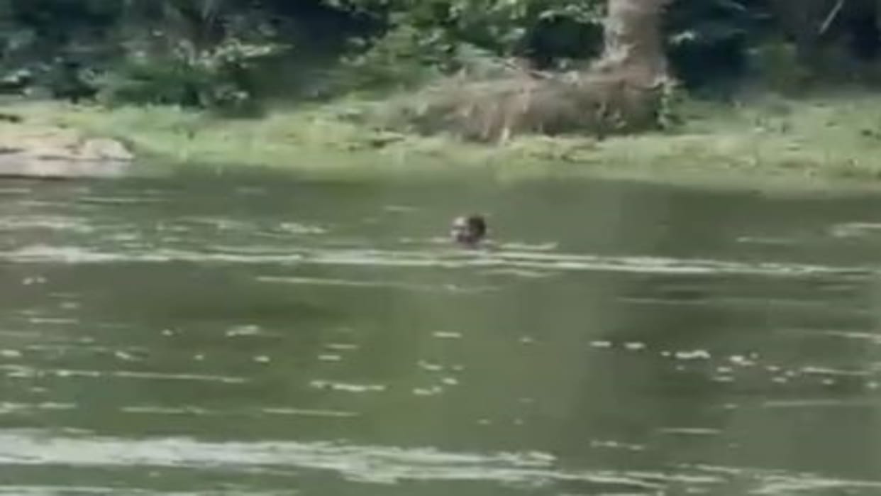 Udaipur News: Elderly man swept away while crossing bridge, rescue attempts fail in strong water current