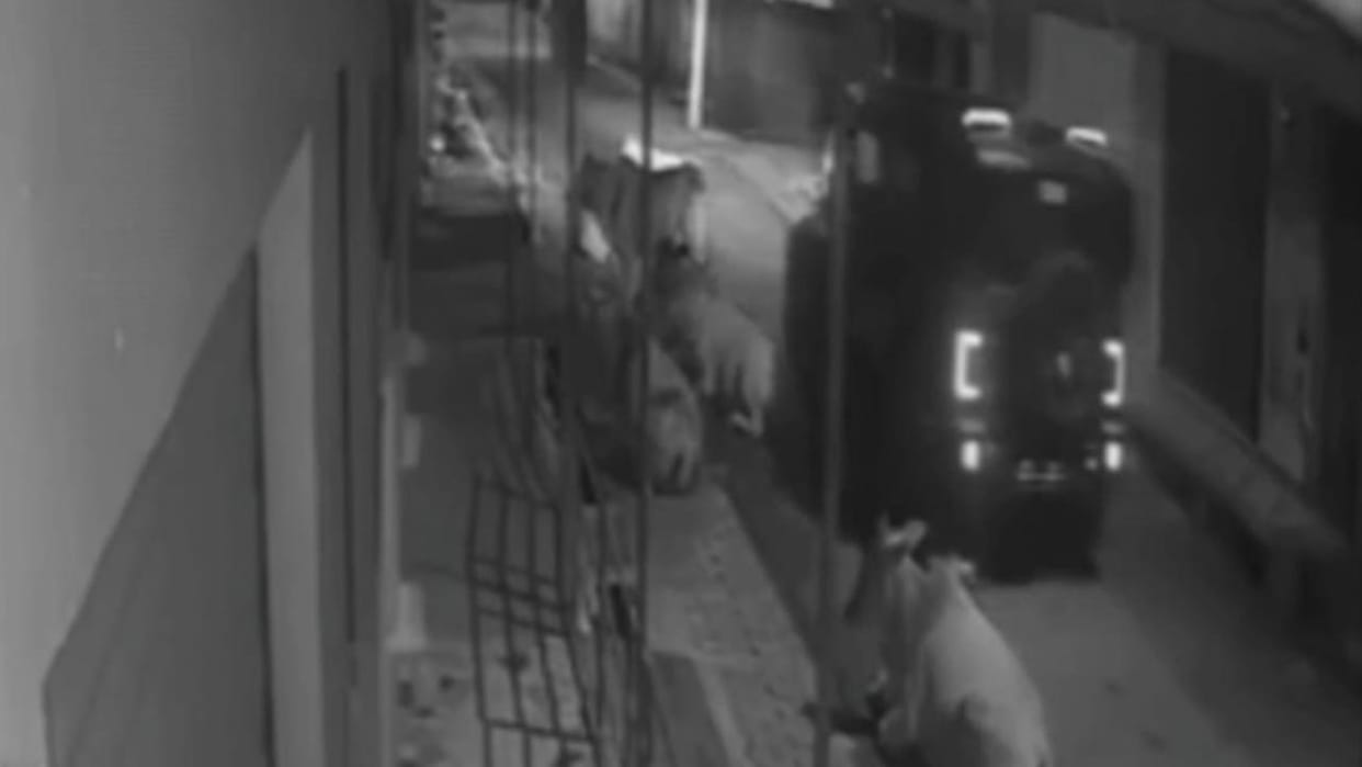 Thar driver's brutality caught on CCTV: He ruthlessly ran over a calf, resulting in its painful death
