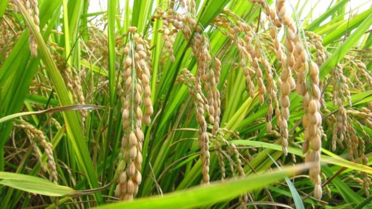 Farmers in Himachal Pradesh will be able to sell paddy from October 3 portal opened registration