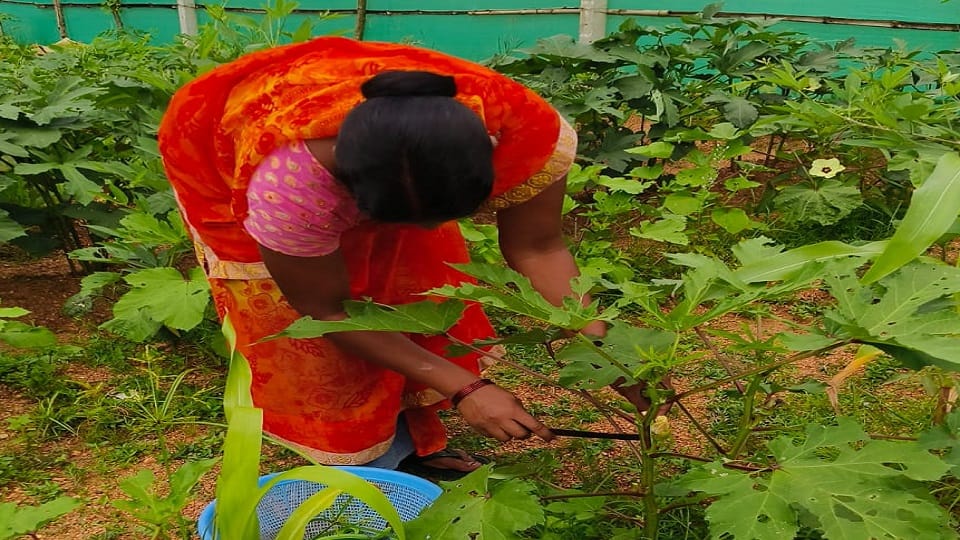 Unique initiative of Beldegi School now children are eating organic vegetables grown by themselves it has bec