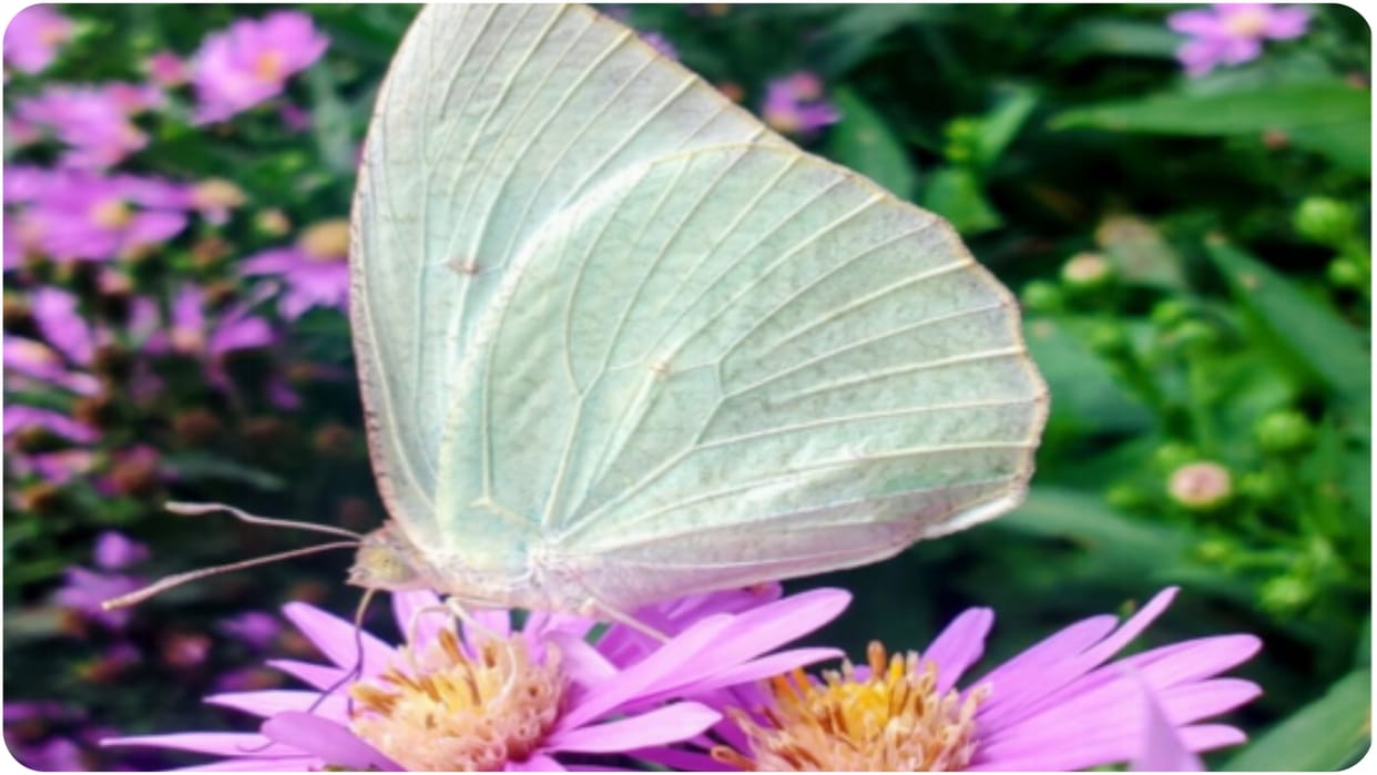 Delhi :colorful world of butterflies is attracting everyone.