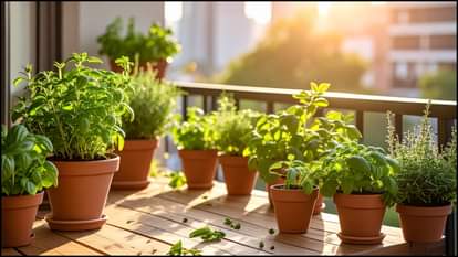 हेयर केयर