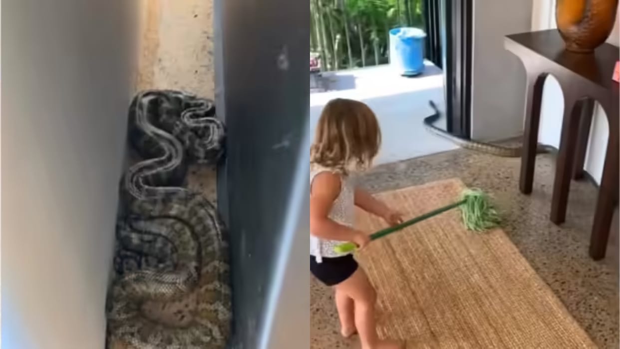 A big and poisonous snake entered the house the little girl neither got scared nor screamed showed bravery