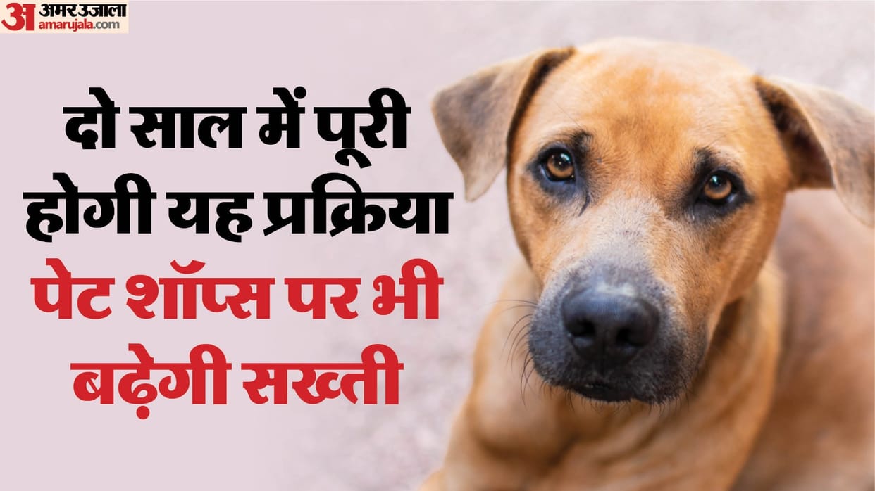 10 lakh stray dogs will be microchipped in Delhi