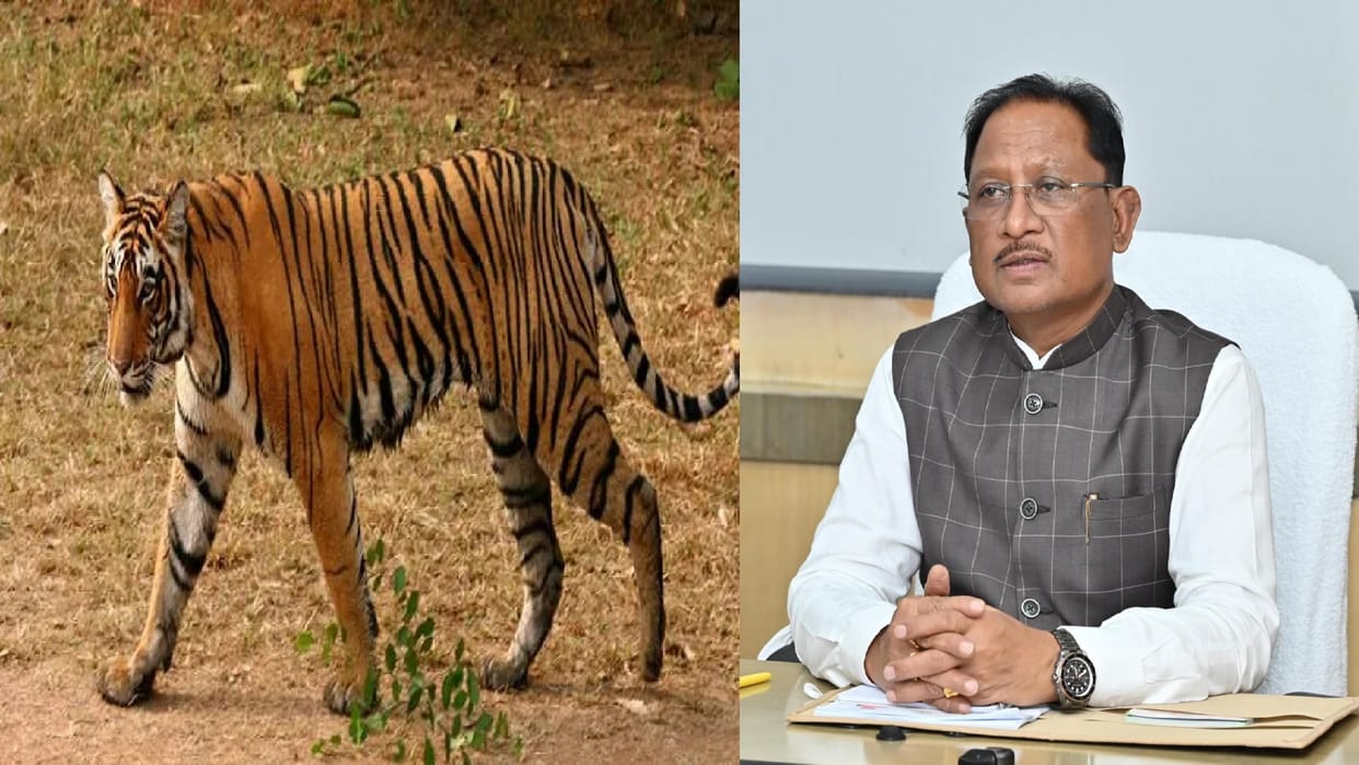 Good news: Tigers doubled in Chhattisgarh in three years, now reached 35