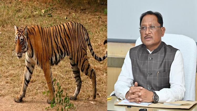 अच्छी खबर: छत्तीसगढ़ में तीन साल में दोगुने हुए बाघ, अब 35 पर पहुंचे; सीएम साय बोले- संरक्षण हमारी प्राथमिकता