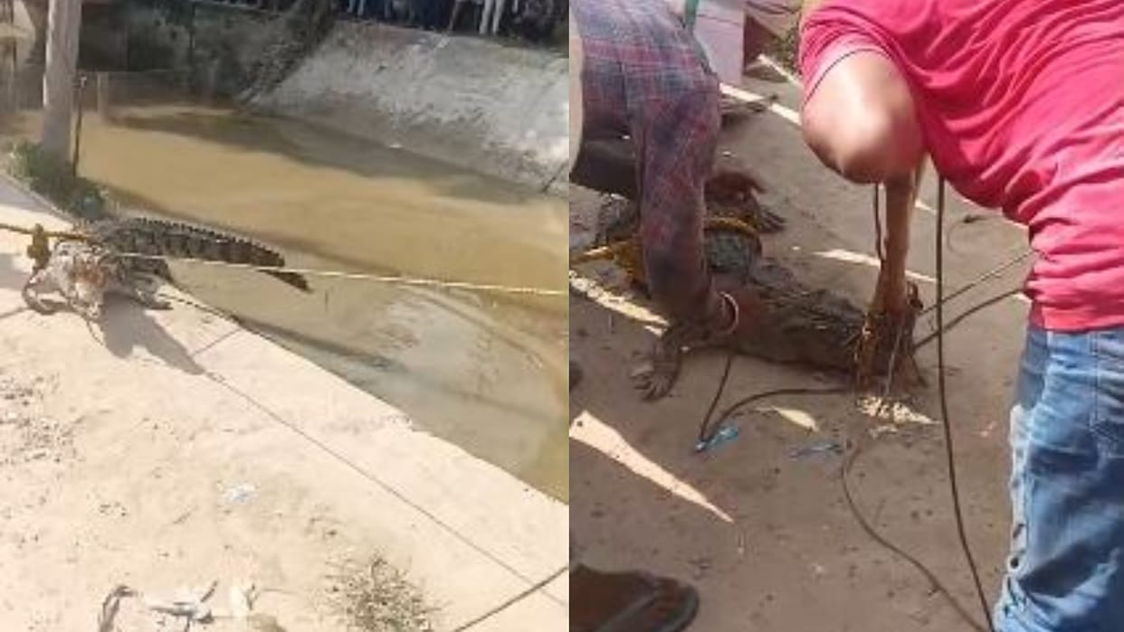 crocodile swept away by the floodwaters and reached outside the residential area in shahjahanpur