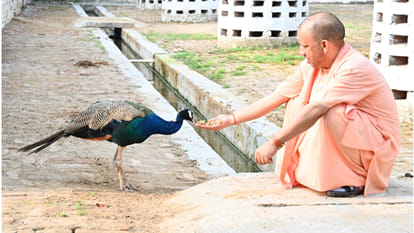 In Gorakhpur, CM Yogi did cow service in Gorakhnath temple, fed jaggery to peacock