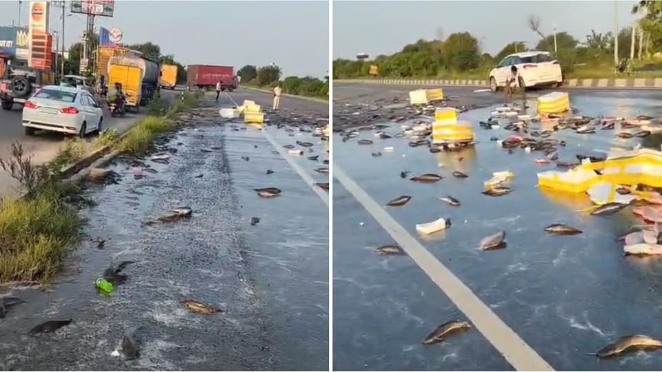 Pickup full of fish overturned on higway