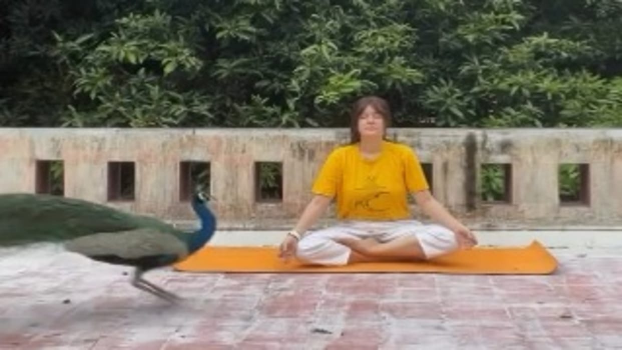 Viral Video Of Peacock Dancing In Front Of Women Doing Yoga