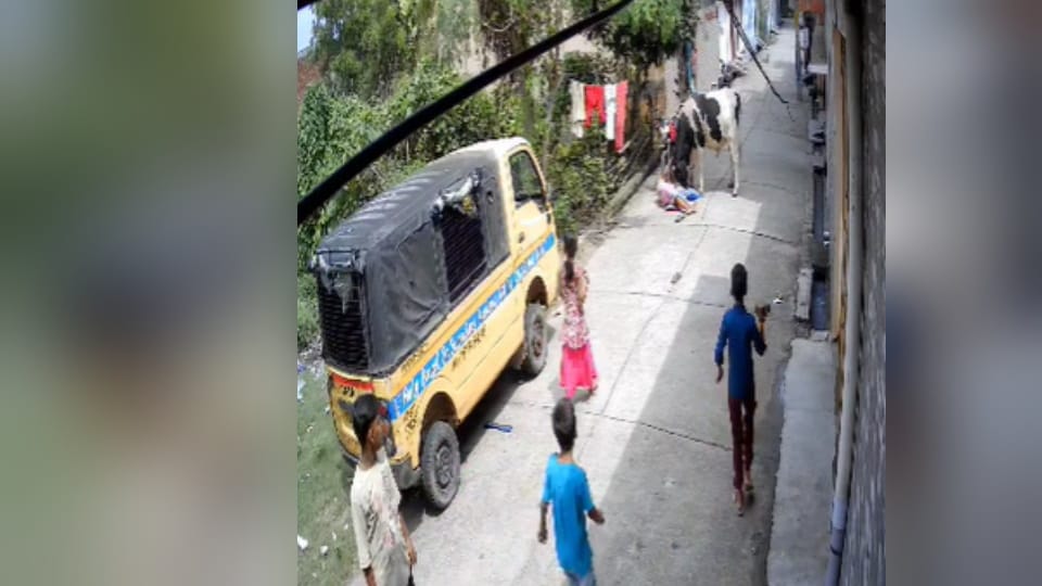 Bijnor: Stray bull attacks woman in Dhampur, critically injured and referred to higher center