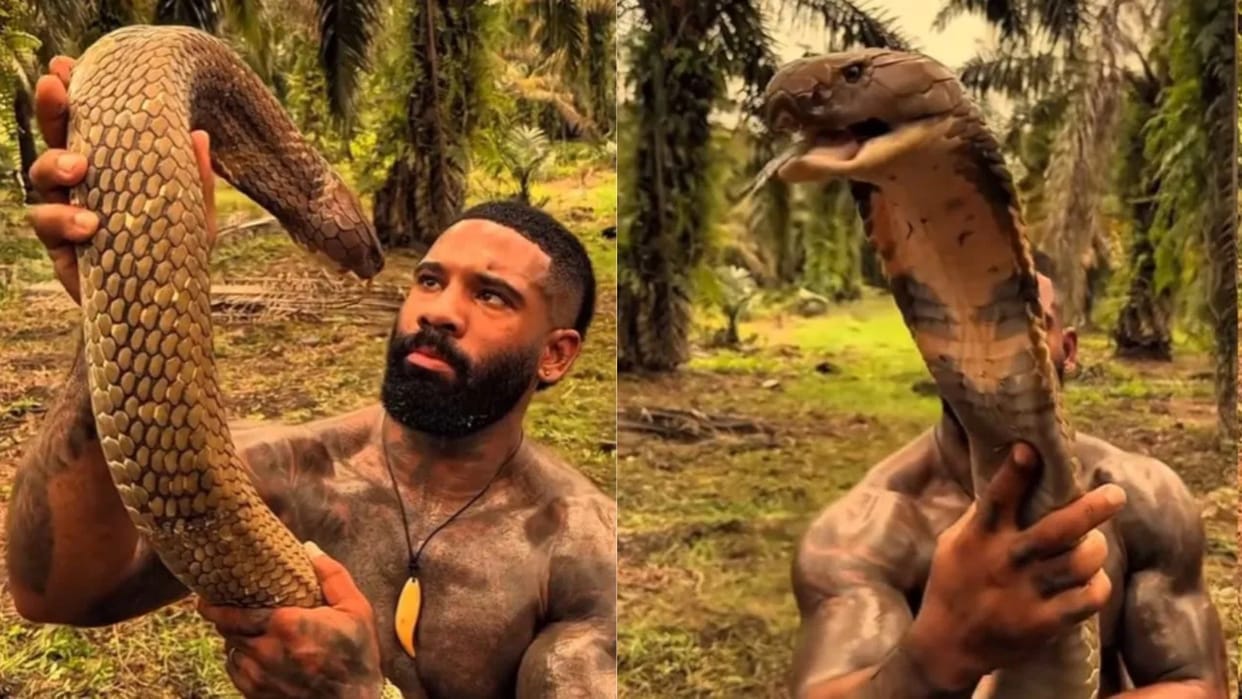A man stared death in the face, the man picked up a poisonous king cobra in his hand Video goes Viral