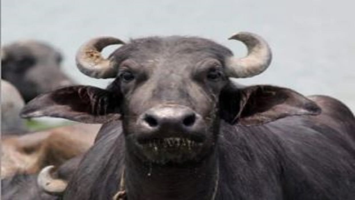 12-year-old girl came to the animal market to sell a buffalo in Budaun