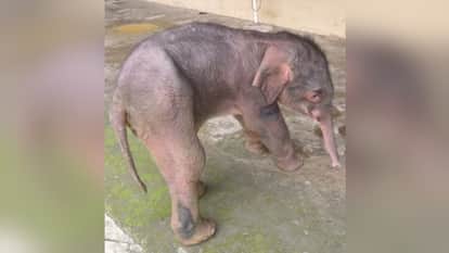 Bijnor: Elephant Calf Found Dead in Badhapur Forest Range, Cold Suspected as Cause of Death